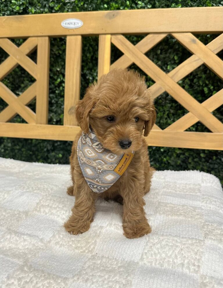 Aaron - Apricot Red - FB Toy Goldendoodle - Male - Petitie Posh Puppies -