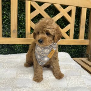 Aaron Apricot Red F1B Toy Goldendoodle Male Petitie Posh Puppies 06
