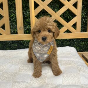 Aaron - Apricot Red - FB Toy Goldendoodle - Male - Petitie Posh Puppies -