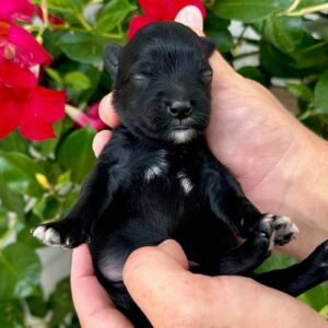 Acorn - Male Toy Micro Goldendoodle