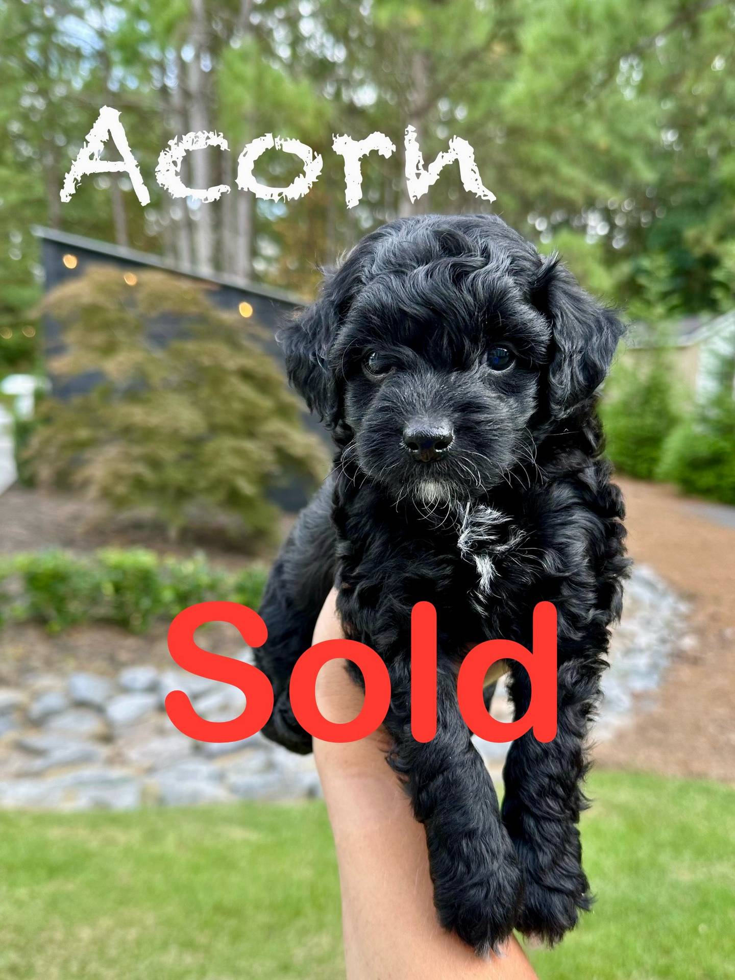 Acorn - Male Toy Micro Goldendoodle - Forever Home in Peachtree Corners- GA