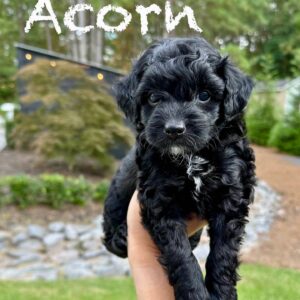 Acorn - Male Toy Micro Goldendoodle_