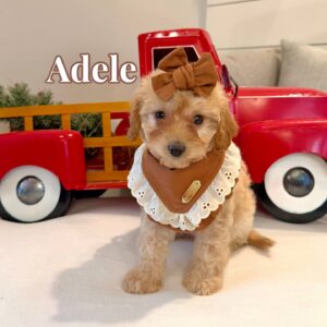 Adele - Female FB Cavapoo - BPPP