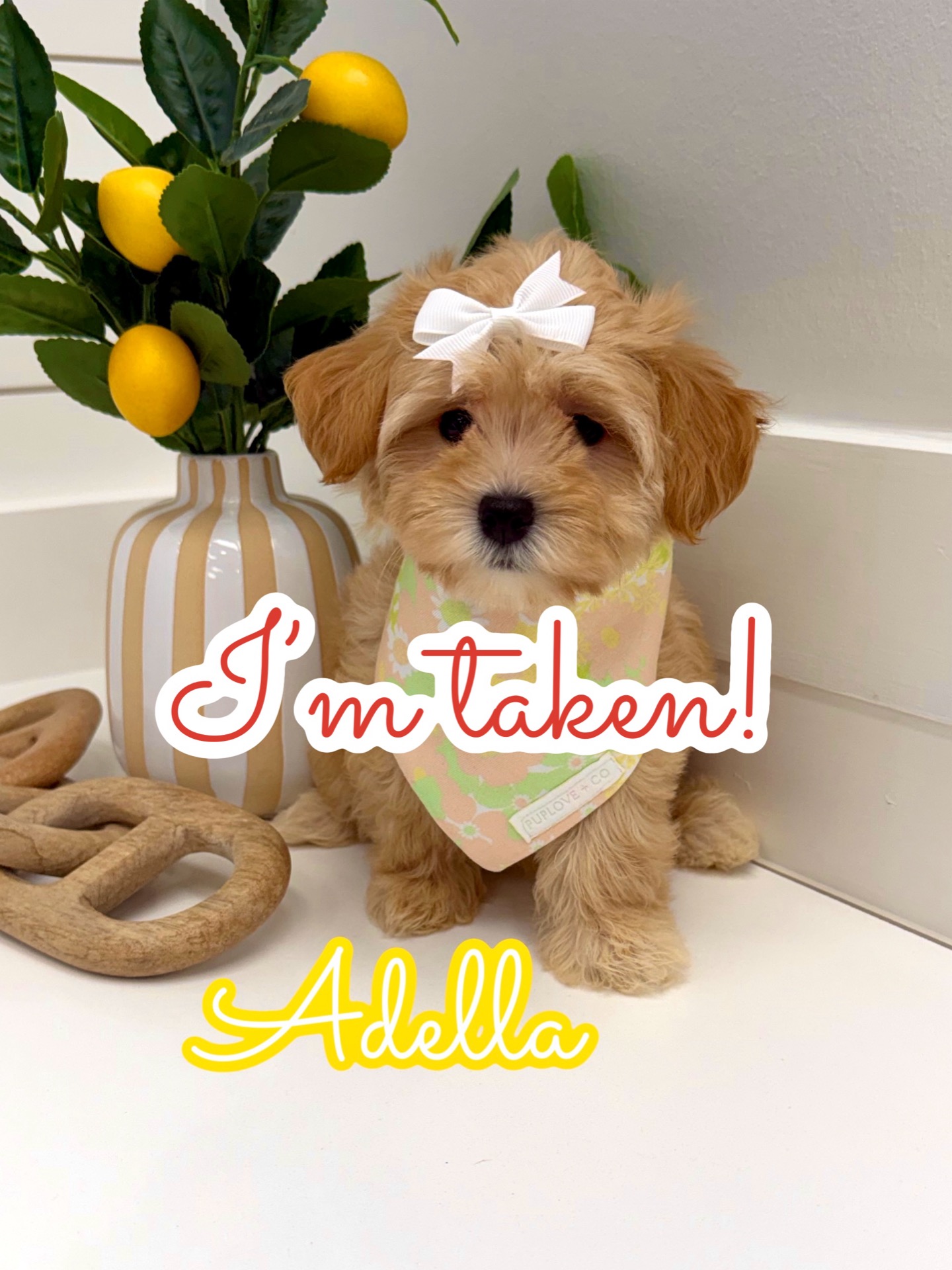 Adella - F Maltipoo Puppy - BPPP Litter -- - Forever Home in Cranston- RI