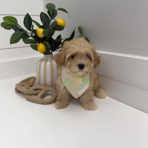 Adella - F Maltipoo Puppy - BPPP Litter --_