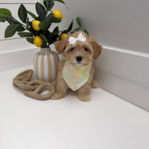Adella - F Maltipoo Puppy - BPPP Litter --_