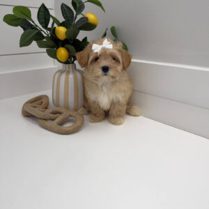 Adella - F Maltipoo Puppy - BPPP Litter --_