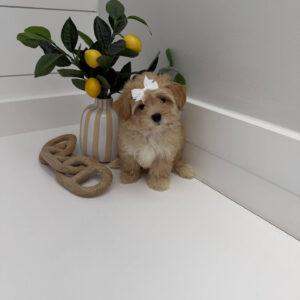Adella - F Maltipoo Puppy - BPPP Litter --_