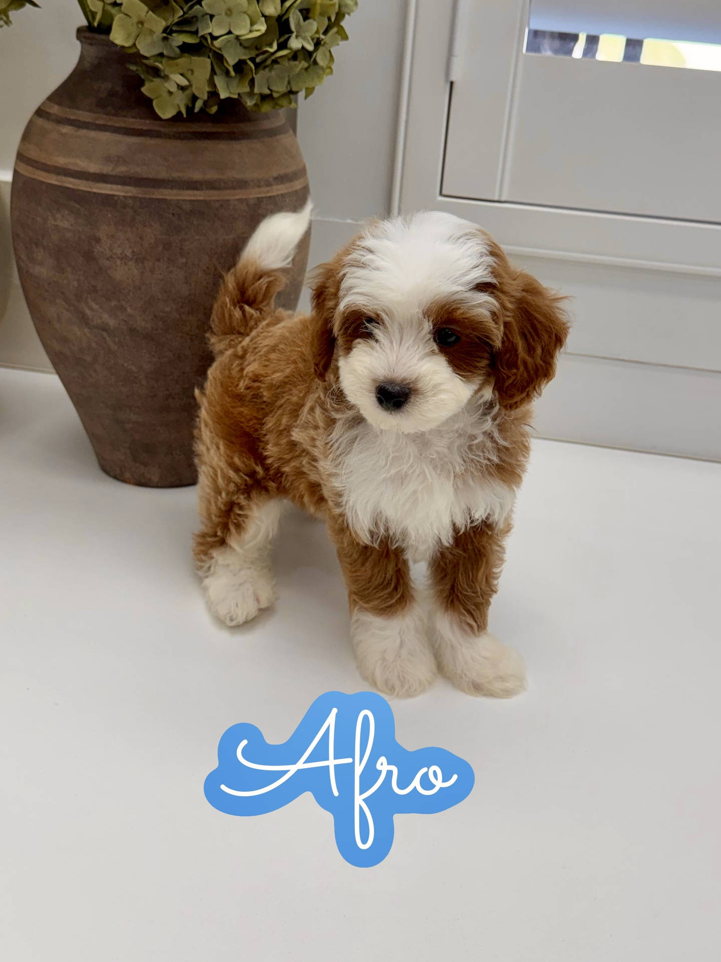 Afro - FB Cavapoo Puppy - Litter --_