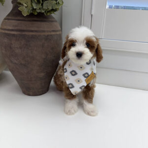 Afro - FB Cavapoo Puppy - Litter --_