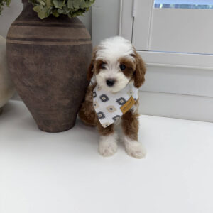 Afro - FB Cavapoo Puppy - Litter --_