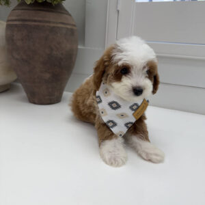 Afro - FB Cavapoo Puppy - Litter --_