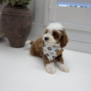 Afro - FB Cavapoo Puppy - Litter --_