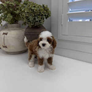 Afro - FB Cavapoo Puppy - Litter --_