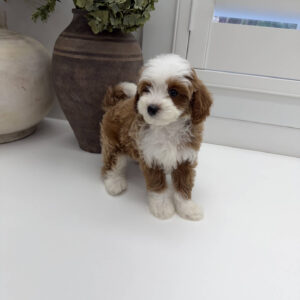 Afro - FB Cavapoo Puppy - Litter --_