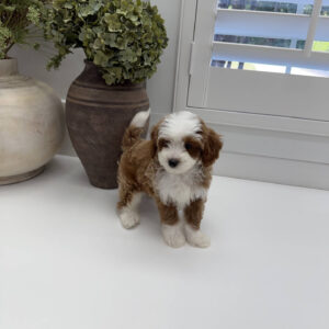 Afro - FB Cavapoo Puppy - Litter --_
