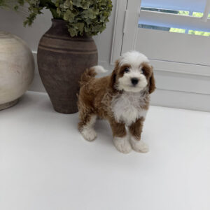 Afro - FB Cavapoo Puppy - Litter --_