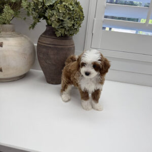 Afro - FB Cavapoo Puppy - Litter --_