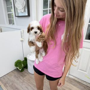 Afro - FB Cavapoo Puppy - Litter --_