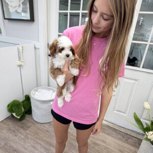 Afro - FB Cavapoo Puppy - Litter --_