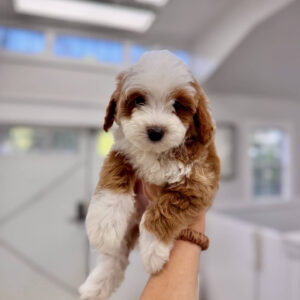Afro - FB Cavapoo Puppy - Litter --_
