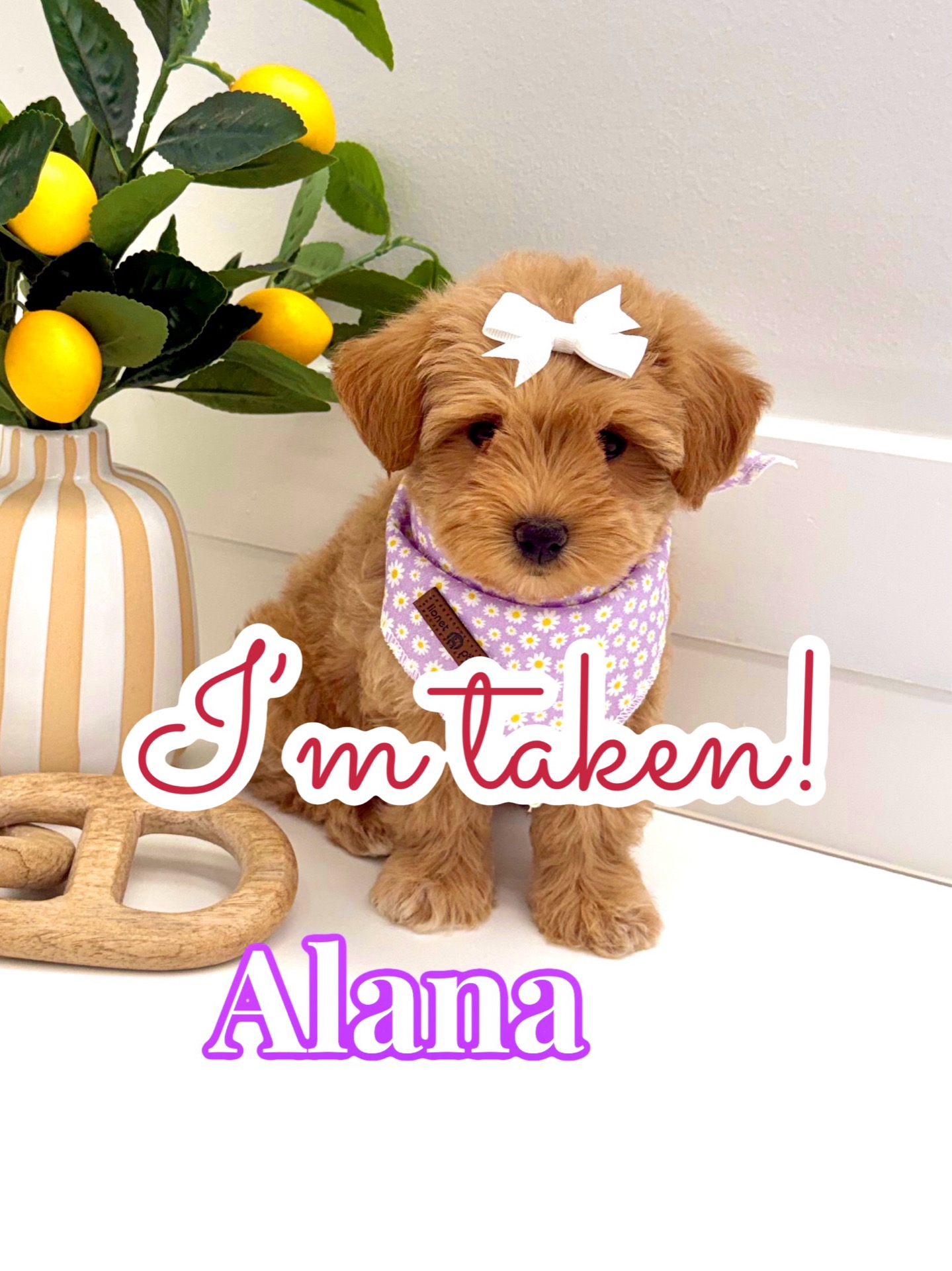 Alana - F Maltipoo Puppy - BPPP Litter -- - Forever Home in Grovetown- GA