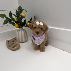 Alana - F Maltipoo Puppy - BPPP Litter --_