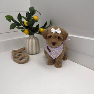 Alana - F Maltipoo Puppy - BPPP Litter --_