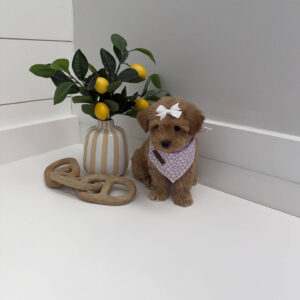 Alana - F Maltipoo Puppy - BPPP Litter --_