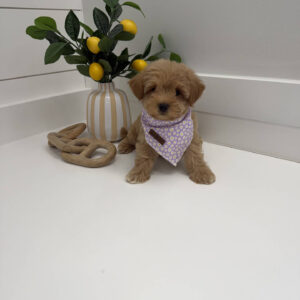 Alana - F Maltipoo Puppy - BPPP Litter --_