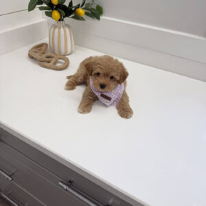 Alana - F Maltipoo Puppy - BPPP Litter --_