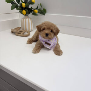 Alana - F Maltipoo Puppy - BPPP Litter --_
