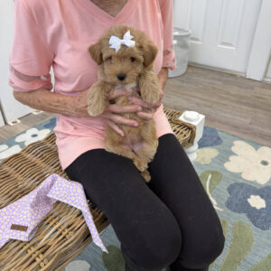 Alana - F Maltipoo Puppy - BPPP Litter --_