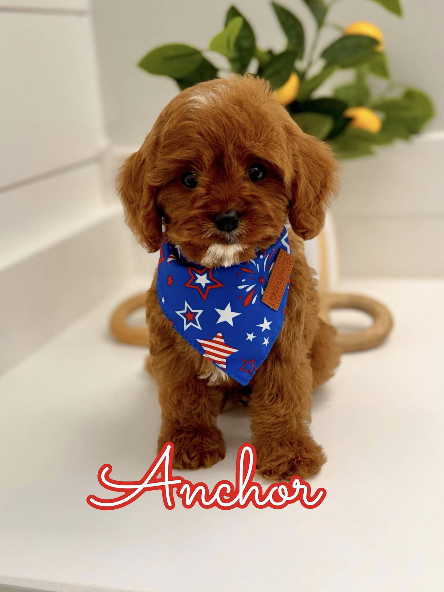 Anchor - F Cavapoo Puppy - BPPP Litter --_