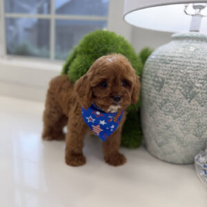 Anchor - F Cavapoo Puppy - BPPP Litter --_