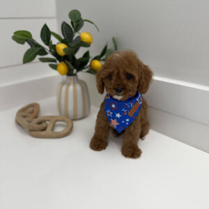 Anchor - F Cavapoo Puppy - BPPP Litter --_