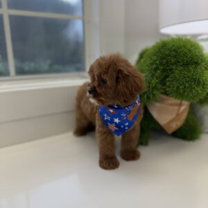Anchor - F Cavapoo Puppy - BPPP Litter --_