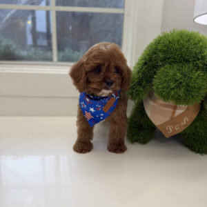 Anchor - F Cavapoo Puppy - BPPP Litter --_