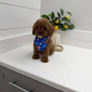 Anchor - F Cavapoo Puppy - BPPP Litter --_