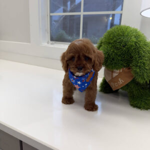 Anchor - F Cavapoo Puppy - BPPP Litter --_