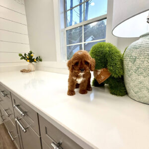 Anchor - F Cavapoo Puppy - BPPP Litter --_