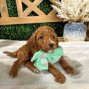 Anchor - Red FBB Toy Goldendoodle Puppy - Petite Posh Puppies