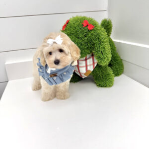 Angel - F Maltipoo Puppy - BPPP Litter --_