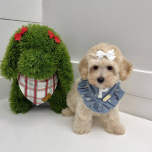 Angel - F Maltipoo Puppy - BPPP Litter --_