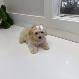 Angel - F Maltipoo Puppy - BPPP Litter --_