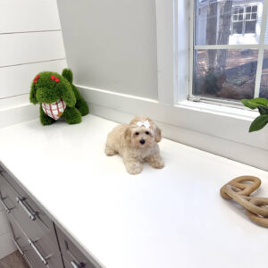 Angel - F Maltipoo Puppy - BPPP Litter --_