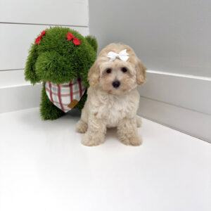 Angel - F Maltipoo Puppy - BPPP Litter --_