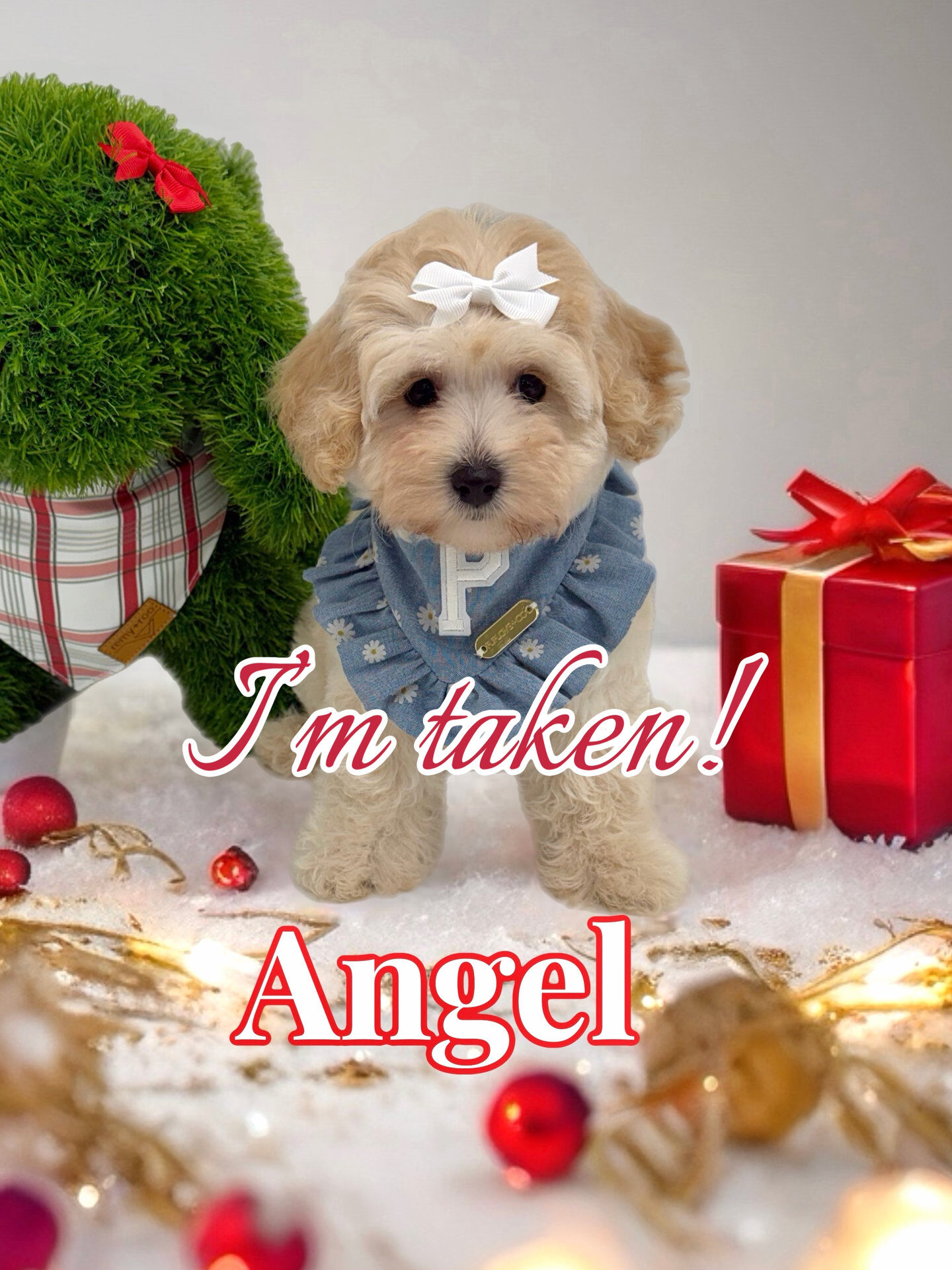 Angel - F Maltipoo Puppy - BPPP Litter --_Forever Home in Marmora- NJ