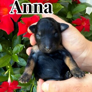 Anna - Phantom Color Female CKC FBB Toy Micro Bernedoodle