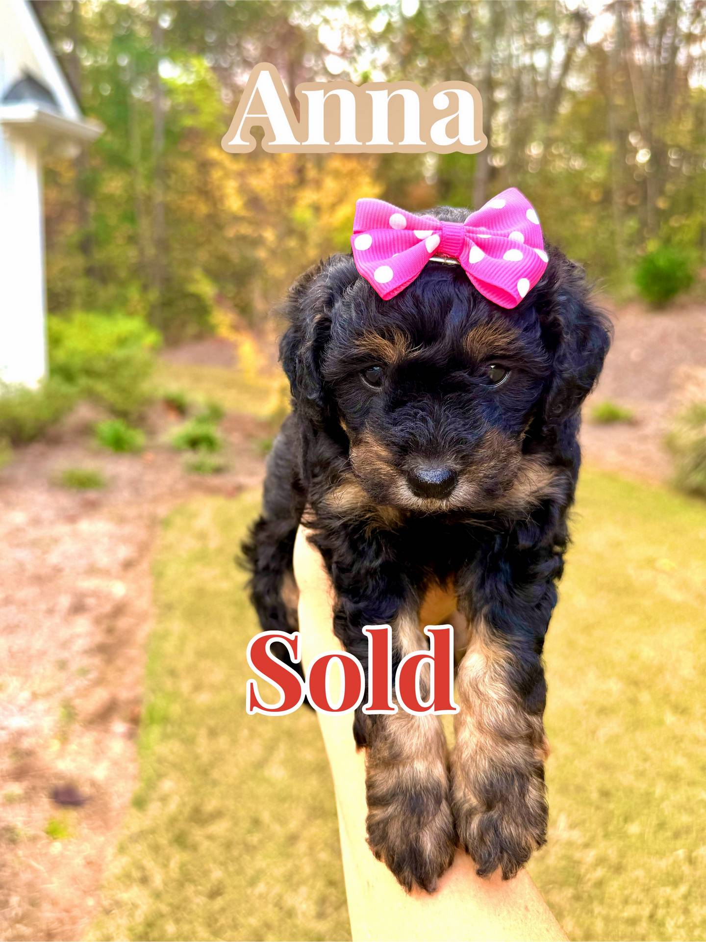 Anna - Phantom Color Female CKC FBB Toy Micro Bernedoodle_Forever Home in Marietta GA